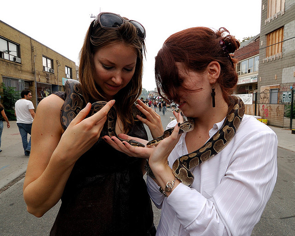 Девушки в Канаде, с нежностью общаются со змеем. Фото: Rosino / Flickr.com